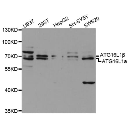 Western blot - ATG16L1 Antibody from Signalway Antibody (32481) - Antibodies.com