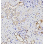 Immunohistochemistry - ATG16L1 Antibody from Signalway Antibody (32481) - Antibodies.com