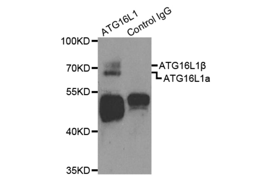 Immunoprecipitation - ATG16L1 Antibody from Signalway Antibody (32481) - Antibodies.com