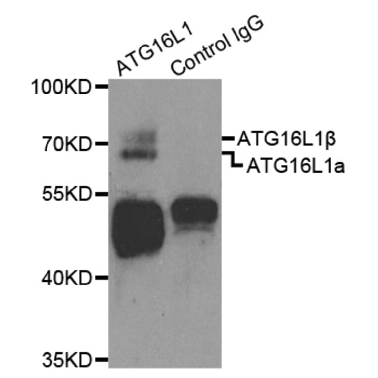 Immunoprecipitation - ATG16L1 Antibody from Signalway Antibody (32481) - Antibodies.com