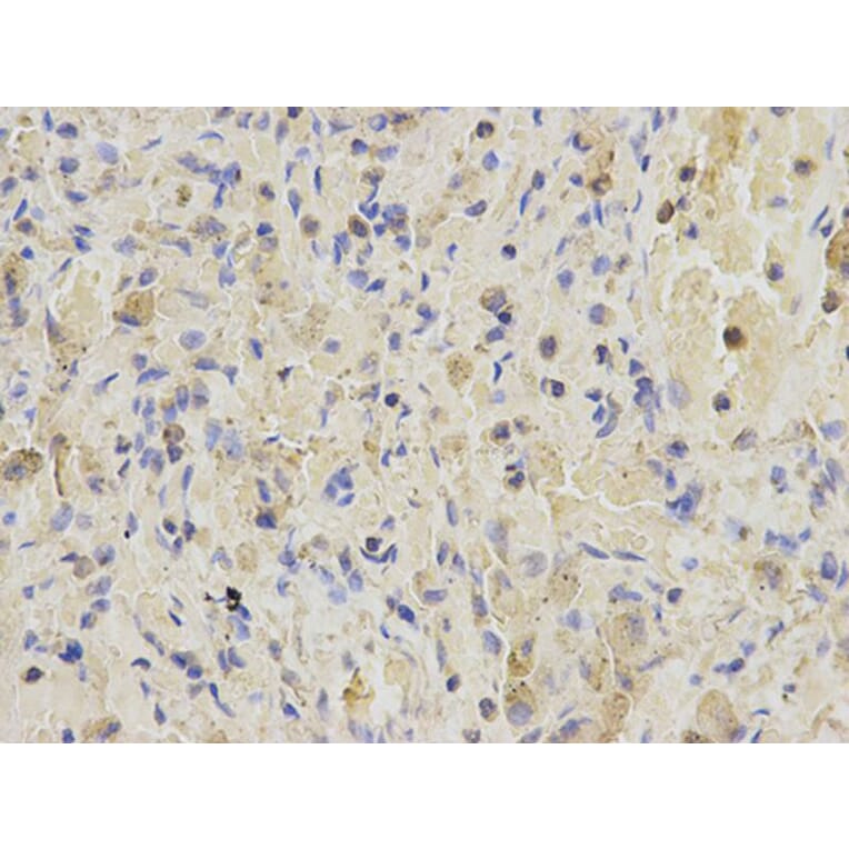 Immunohistochemistry - SNAP25 Antibody from Signalway Antibody (32111) - Antibodies.com