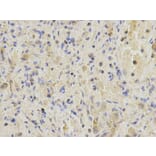 Immunohistochemistry - SNAP25 Antibody from Signalway Antibody (32111) - Antibodies.com