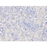 Immunohistochemistry - NFKBIA Antibody from Signalway Antibody (32213) - Antibodies.com