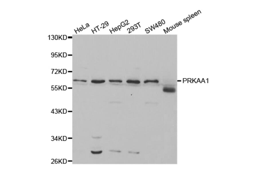 Western blot - PRKAA1 Antibody from Signalway Antibody (32244) - Antibodies.com