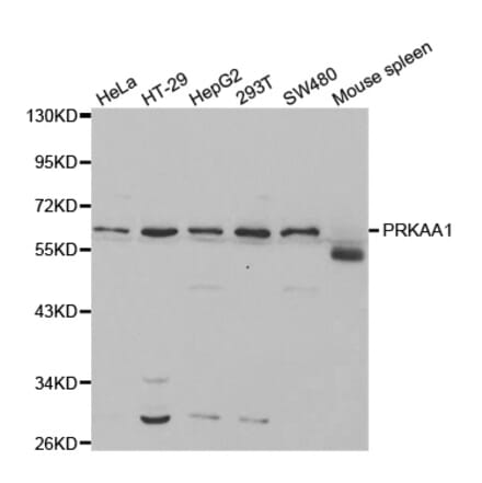 Western blot - PRKAA1 Antibody from Signalway Antibody (32244) - Antibodies.com