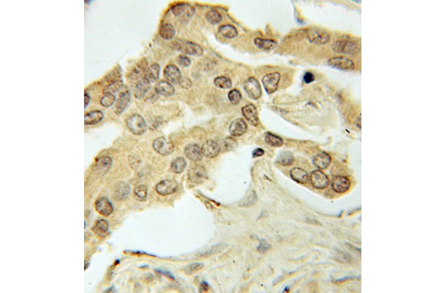 Immunohistochemistry - PRKAA1 Antibody from Signalway Antibody (32244) - Antibodies.com