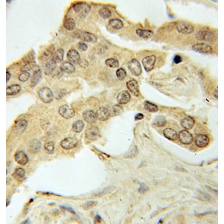 Immunohistochemistry - PRKAA1 Antibody from Signalway Antibody (32244) - Antibodies.com