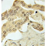 Immunohistochemistry - PRKAA1 Antibody from Signalway Antibody (32244) - Antibodies.com