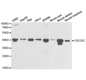 Western blot - CDC25C Antibody from Signalway Antibody (32378) - Antibodies.com