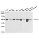 Western blot - CDC25C Antibody from Signalway Antibody (32378) - Antibodies.com