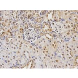 Immunohistochemistry - CDC25C Antibody from Signalway Antibody (32378) - Antibodies.com