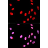 Immunofluorescence - CDC25C Antibody from Signalway Antibody (32378) - Antibodies.com