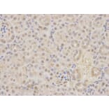 Immunohistochemistry - MAP2K7 Antibody from Signalway Antibody (32651) - Antibodies.com