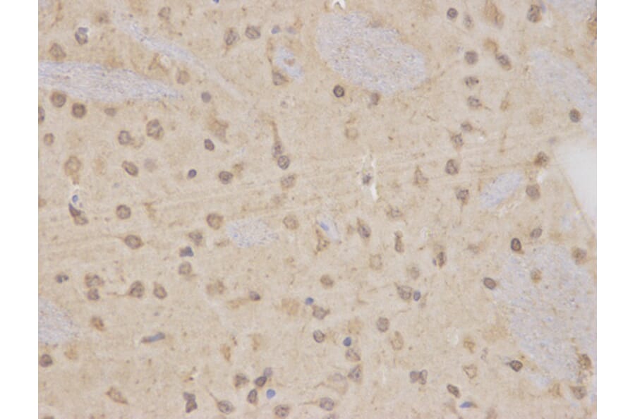 Immunohistochemistry - MAP2K7 Antibody from Signalway Antibody (32651) - Antibodies.com