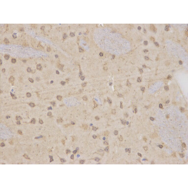 Immunohistochemistry - MAP2K7 Antibody from Signalway Antibody (32651) - Antibodies.com