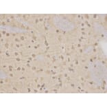 Immunohistochemistry - MAP2K7 Antibody from Signalway Antibody (32651) - Antibodies.com