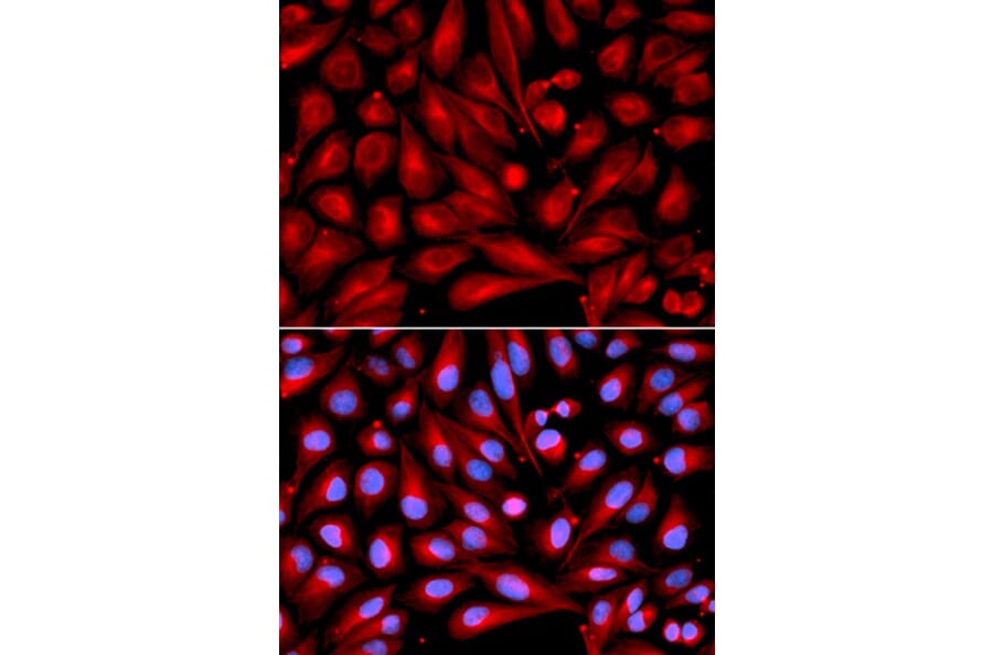 Immunofluorescence - MAP2K7 Antibody from Signalway Antibody (32651) - Antibodies.com