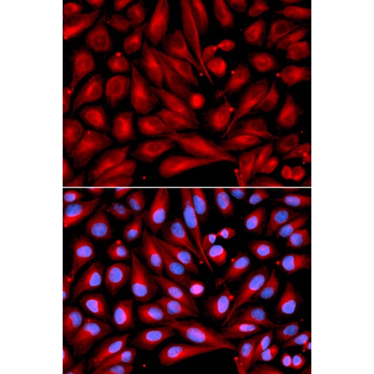 Immunofluorescence - MAP2K7 Antibody from Signalway Antibody (32651) - Antibodies.com