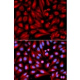 Immunofluorescence - MAP2K7 Antibody from Signalway Antibody (32651) - Antibodies.com