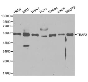 Western blot - TRAF2 Antibody from Signalway Antibody (32094) - Antibodies.com