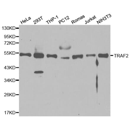 Western blot - TRAF2 Antibody from Signalway Antibody (32094) - Antibodies.com