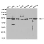 Western blot - TRAF2 Antibody from Signalway Antibody (32094) - Antibodies.com