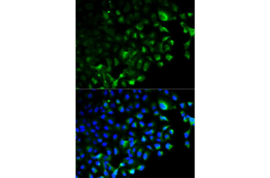 Immunofluorescence - TRAF2 Antibody from Signalway Antibody (32094) - Antibodies.com