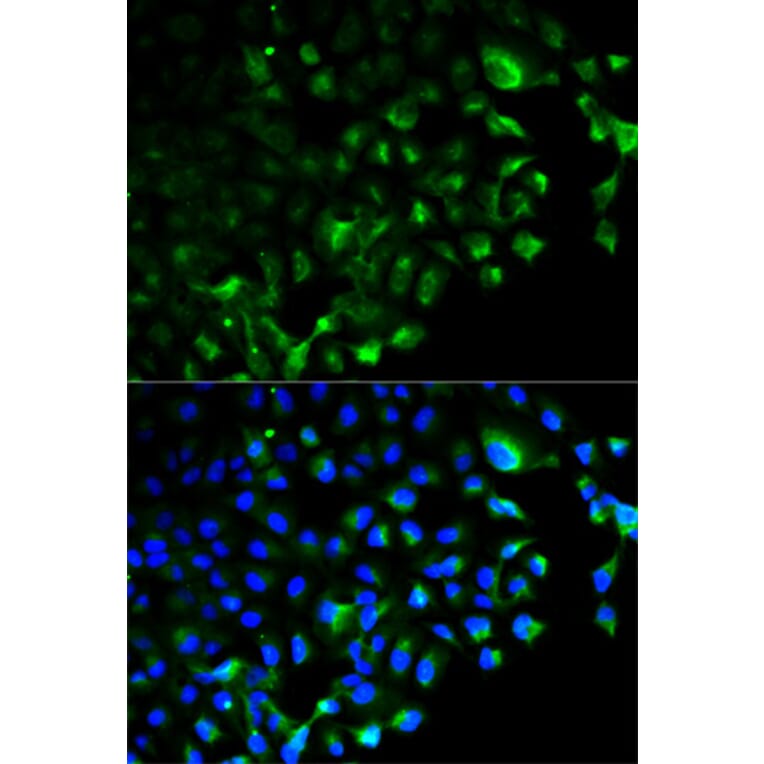 Immunofluorescence - TRAF2 Antibody from Signalway Antibody (32094) - Antibodies.com
