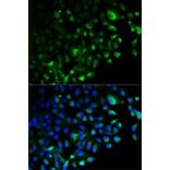Immunofluorescence - TRAF2 Antibody from Signalway Antibody (32094) - Antibodies.com