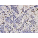 Immunohistochemistry - TRAF6 Antibody from Signalway Antibody (32102) - Antibodies.com
