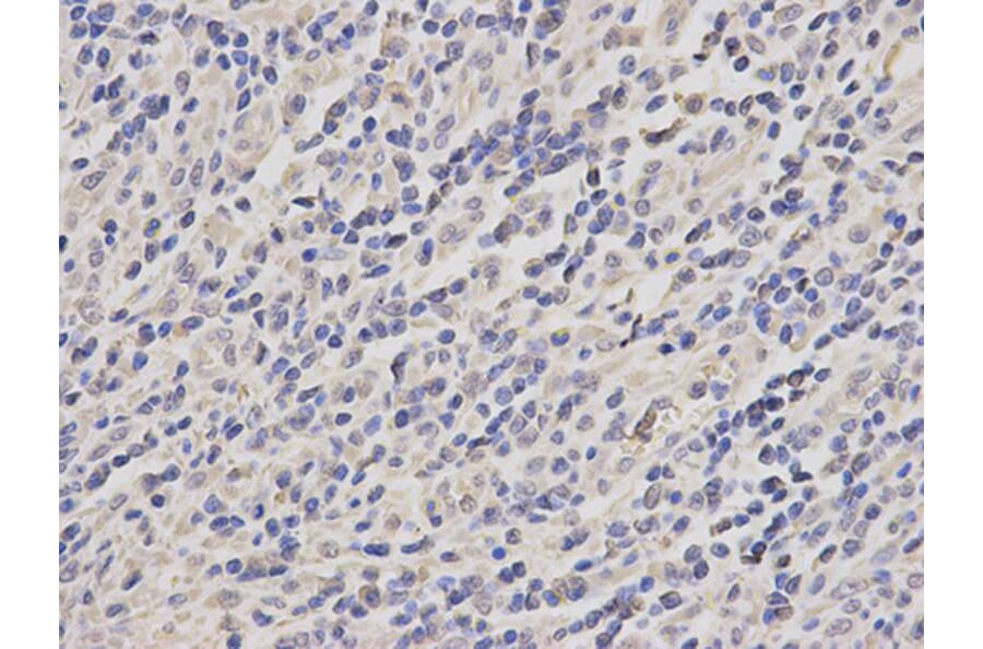 Immunohistochemistry - TRAF6 Antibody from Signalway Antibody (32102) - Antibodies.com