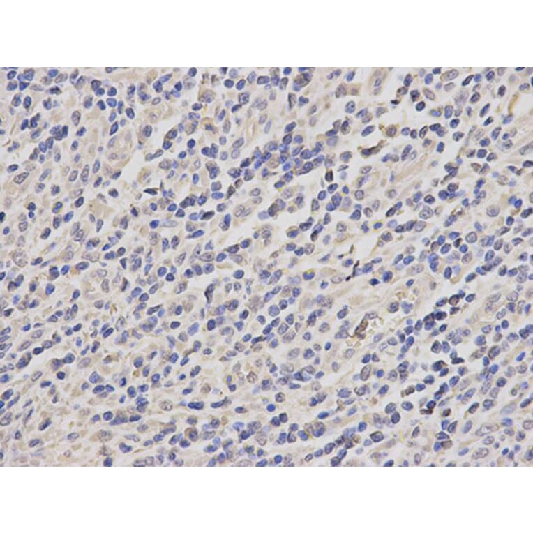 Immunohistochemistry - TRAF6 Antibody from Signalway Antibody (32102) - Antibodies.com