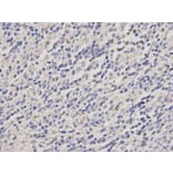 Immunohistochemistry - TRAF6 Antibody from Signalway Antibody (32102) - Antibodies.com