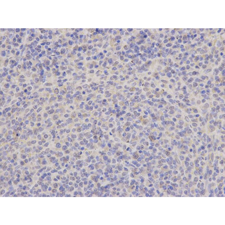 Immunohistochemistry - TRAF6 Antibody from Signalway Antibody (32102) - Antibodies.com