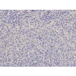 Immunohistochemistry - TRAF6 Antibody from Signalway Antibody (32102) - Antibodies.com