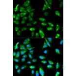 Immunofluorescence - TRAF6 Antibody from Signalway Antibody (32102) - Antibodies.com