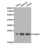 Western blot - PARK7 Antibody from Signalway Antibody (32112) - Antibodies.com