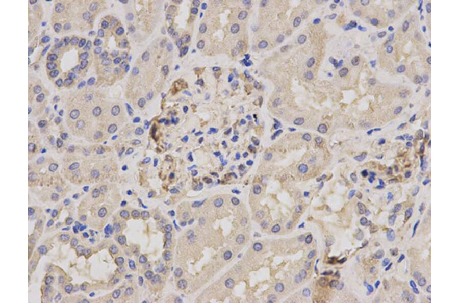 Immunohistochemistry - PARK7 Antibody from Signalway Antibody (32112) - Antibodies.com