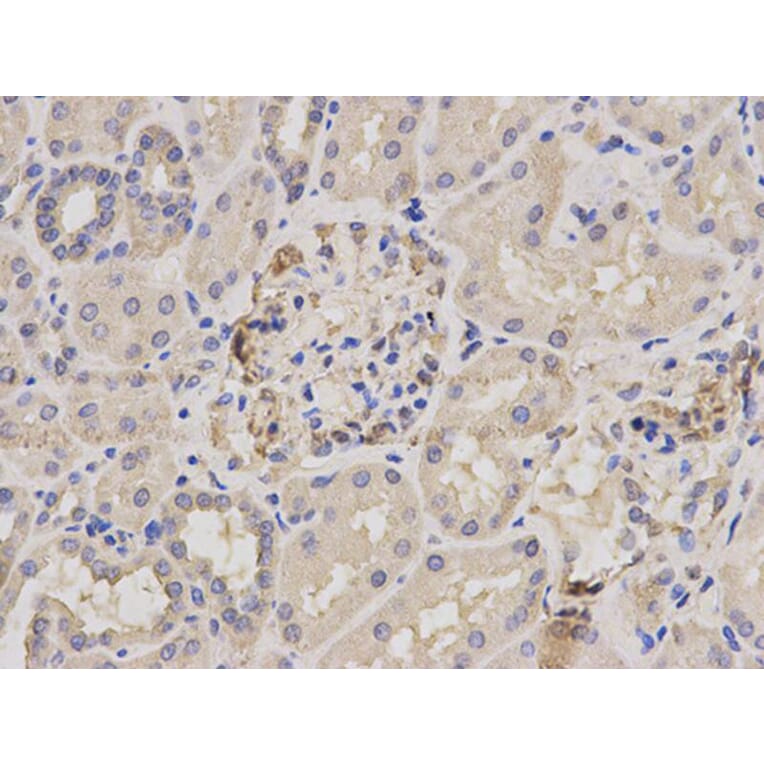 Immunohistochemistry - PARK7 Antibody from Signalway Antibody (32112) - Antibodies.com