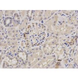 Immunohistochemistry - PARK7 Antibody from Signalway Antibody (32112) - Antibodies.com