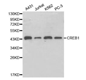 Western blot - CREB1 Antibody from Signalway Antibody (32215) - Antibodies.com