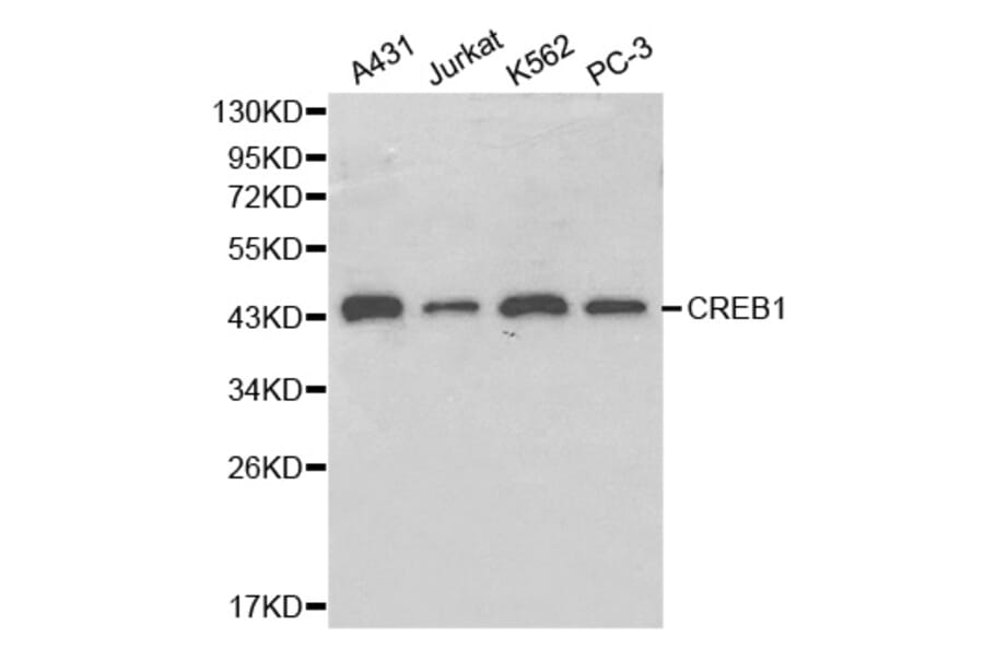 Western blot - CREB1 Antibody from Signalway Antibody (32215) - Antibodies.com