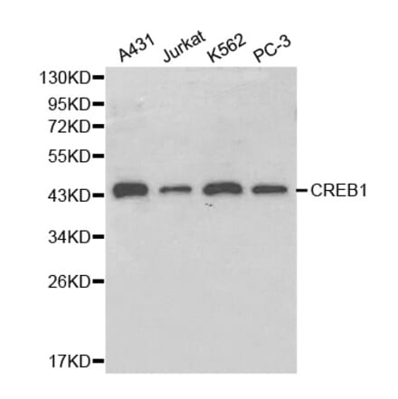 Western blot - CREB1 Antibody from Signalway Antibody (32215) - Antibodies.com