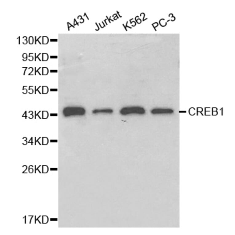 Western blot - CREB1 Antibody from Signalway Antibody (32215) - Antibodies.com