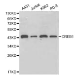 Western blot - CREB1 Antibody from Signalway Antibody (32215) - Antibodies.com