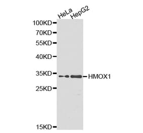 Western blot - HMOX1 Antibody from Signalway Antibody (32266) - Antibodies.com