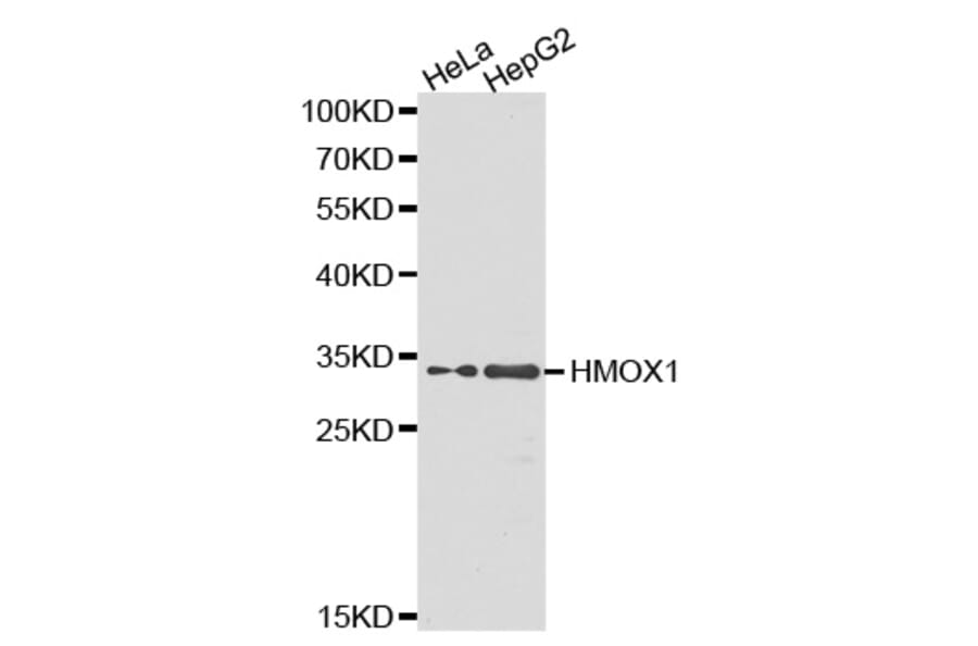 Western blot - HMOX1 Antibody from Signalway Antibody (32266) - Antibodies.com