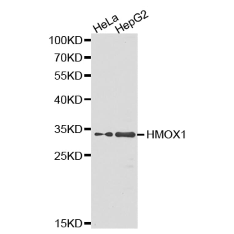 Western blot - HMOX1 Antibody from Signalway Antibody (32266) - Antibodies.com