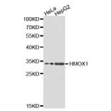 Western blot - HMOX1 Antibody from Signalway Antibody (32266) - Antibodies.com