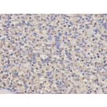 Immunohistochemistry - HMOX1 Antibody from Signalway Antibody (32266) - Antibodies.com